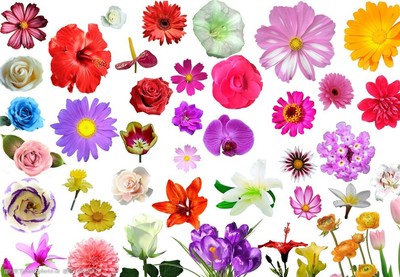 自然與工業(yè)的交融 花朵植物素材在機(jī)械設(shè)備設(shè)計(jì)中的美學(xué)與創(chuàng)新