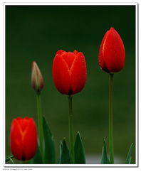 北京圃朗特園藝 科技賦能花卉產(chǎn)業(yè)，機(jī)械設(shè)備引領(lǐng)園藝新潮流